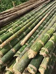 CAÑAS